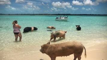 On the beach, sun-loungers, beach towels