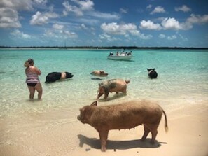 A beach scene with clear turquoise water, a boat with people in the distance, and several pigs on the shore. - DIRECTLY on HOOPERS BAY BEACHFRONT 2 BED/2 BATH  APT  with STARLINK fast WIFI (Georgetown)