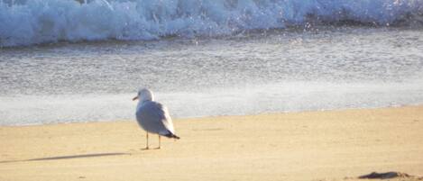 海灘