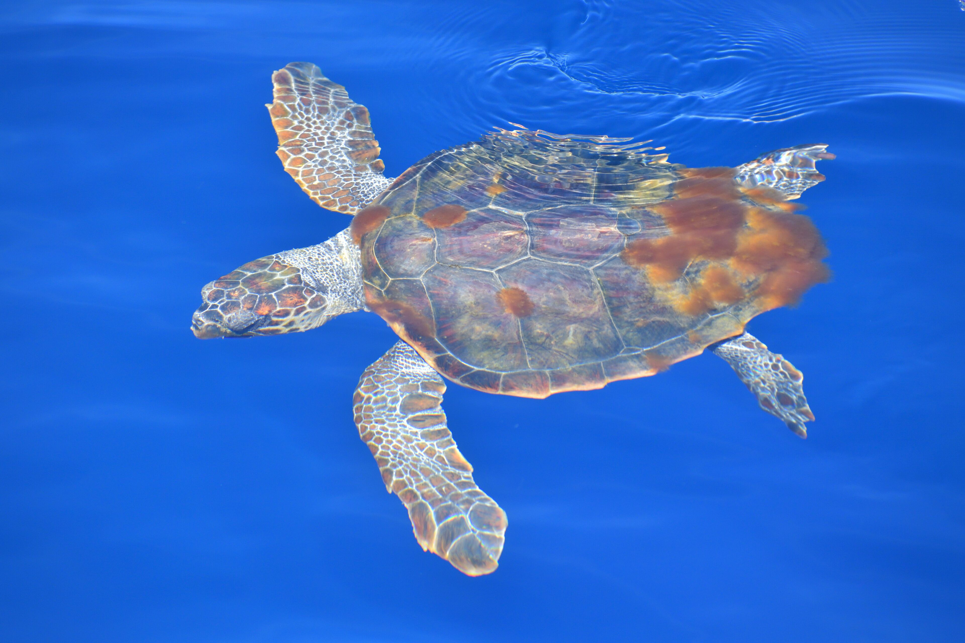 Unechte Karettschildkröte gesehen bei einer Whalewatching Tour von Genua aus