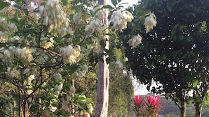A garden with a variety of trees, including a prominent white flowering tree and a red flowering tree. - Amazing Whitewater View Of The Ballena Marine Preserve Islands (Uvita)