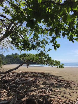 Une plage avec un arbre au premier plan et un ciel dégagé.