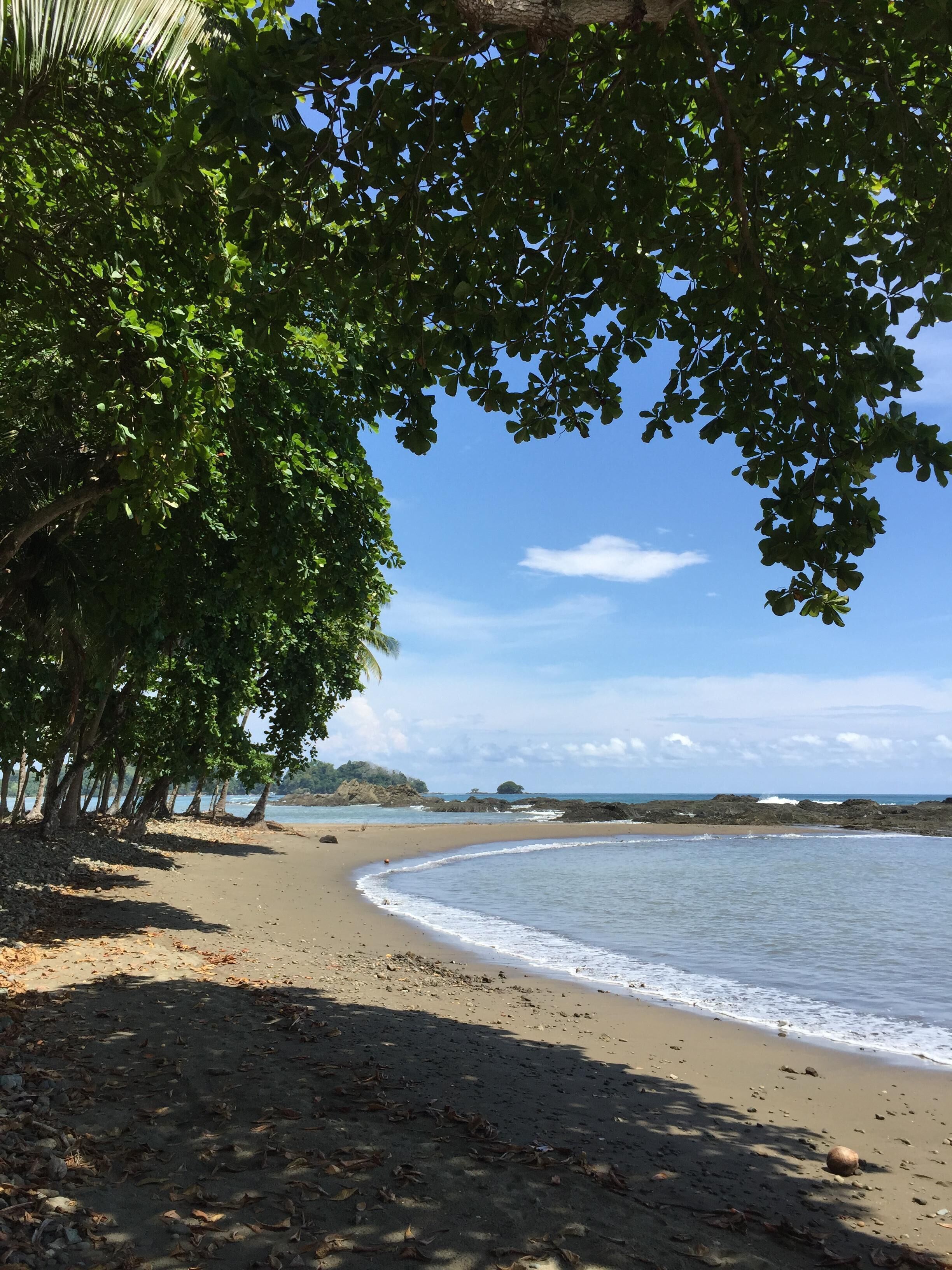 A beach with a curved shoreline, trees, and a clear sky.