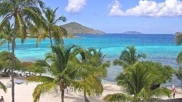 Une plage bordée de palmiers, offrant une vue dégagée sur l’océan.