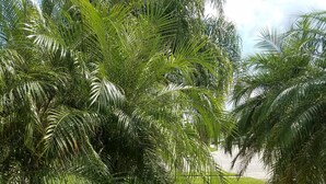 Un camino bordeado de palmeras y césped, que lleva a un edificio.