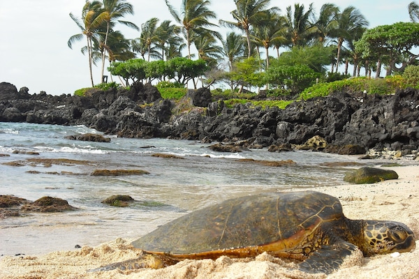 Beach nearby, sun loungers, beach towels