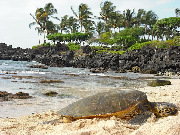 Nær stranden, solsenger og strandhåndklær