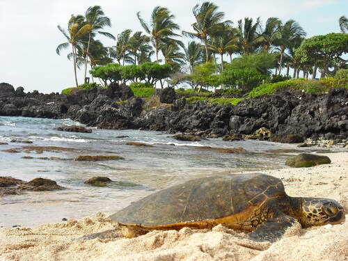 Ocean View, täydellinen keittiö, Gorgeous Top Floor Suite ympäröi trooppinen puutarha