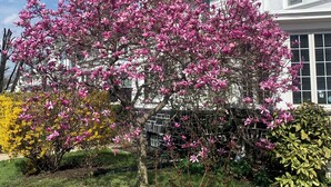 A residential area with a house, a garden with pink flowering trees, and a clear blue sky. - Artsy Homey Rowhouse, 3bdrm & office, quiet urban area, free parking, fast WiFi (Baltimore)