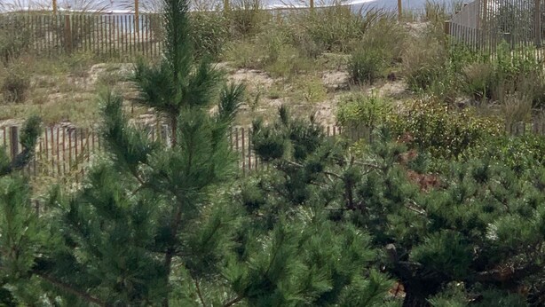 Una playa con olas rompiendo en la orilla, una cerca de madera y vegetación verde densa en primer plano.