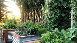 Un jardín con bancales elevados que contienen diversas plantas y hierbas aromáticas.