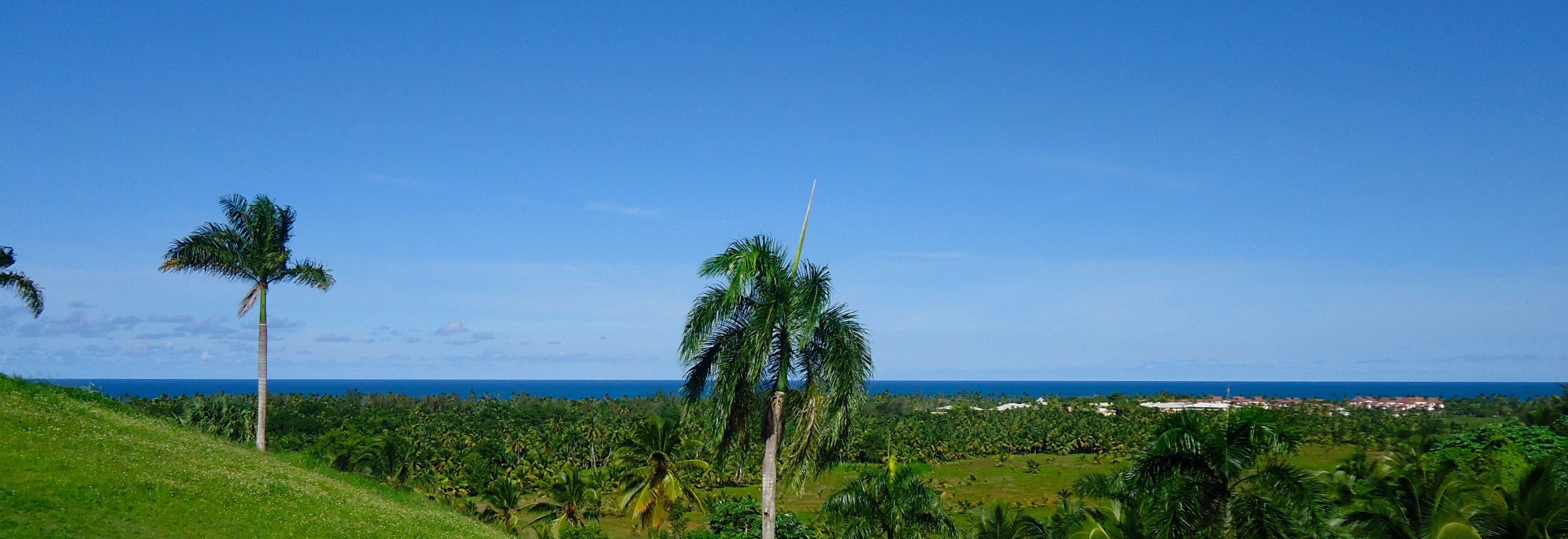 A tropical landscape with palm trees and a view of the ocean.