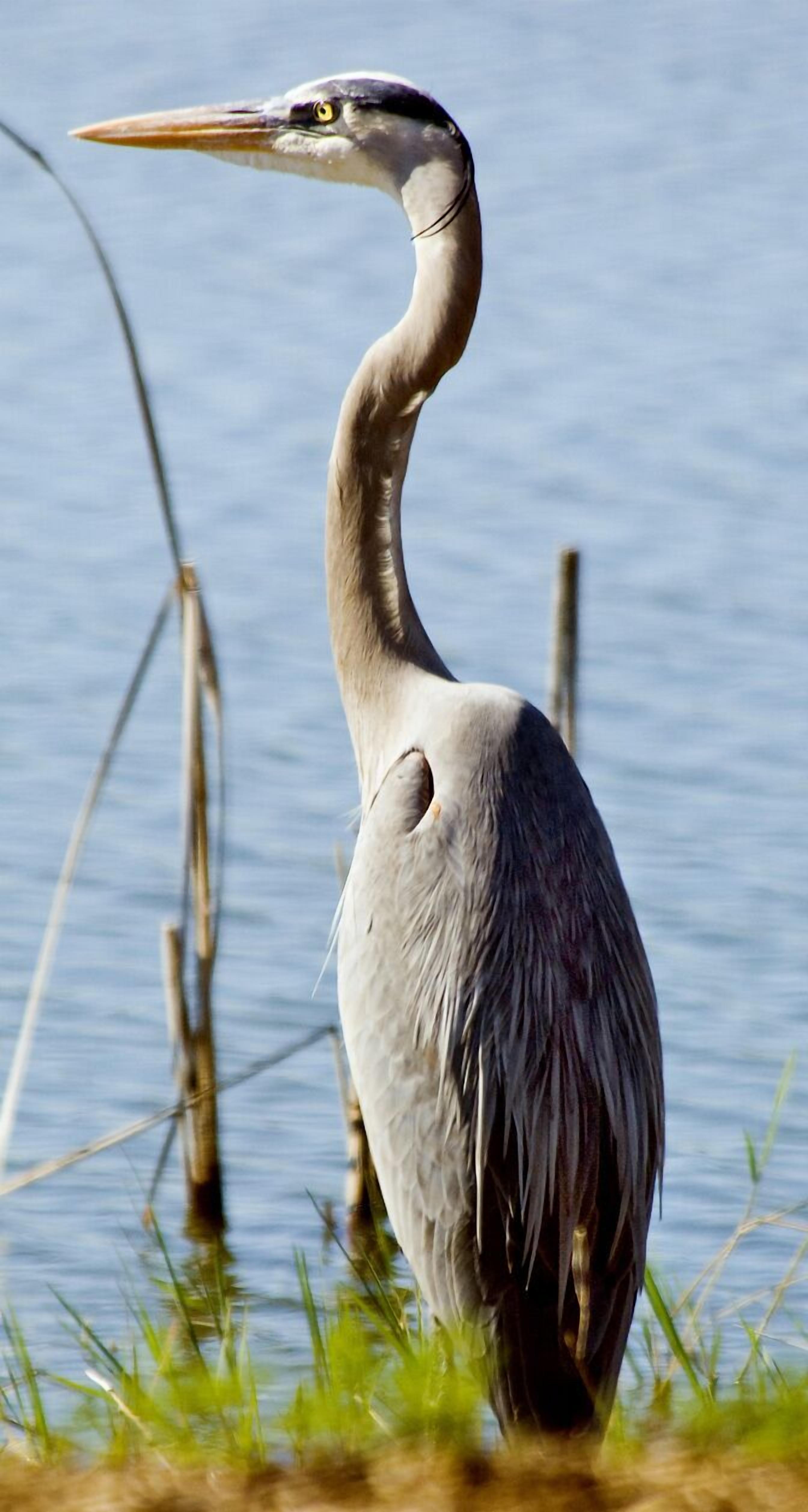 A heron standing by a calm body of water with reeds in the background.