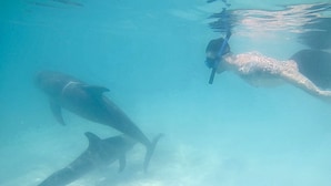 A clear underwater view of a diver swimming with sharks. - HOOPERS BAY PRIME BEACHFRONT  KING or TWIN  STUDIO  and with STARLINK fast WIFI (Georgetown)
