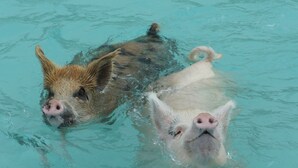 Two pigs swimming in clear water. - HOOPERS BAY PRIME BEACHFRONT  KING or TWIN  STUDIO  and with STARLINK fast WIFI (Georgetown)