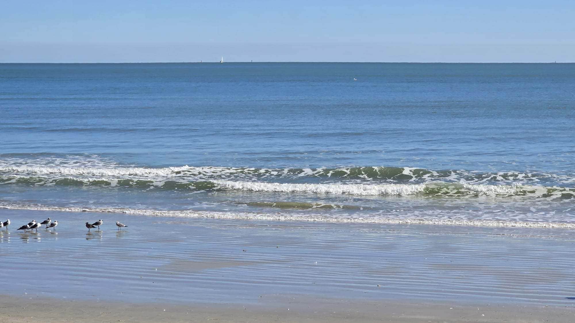 Una playa con olas y aves en la orilla.
