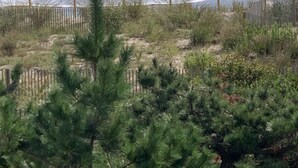 Ein Strand mit Wellen, einem Holzzaun und etwas Grün.