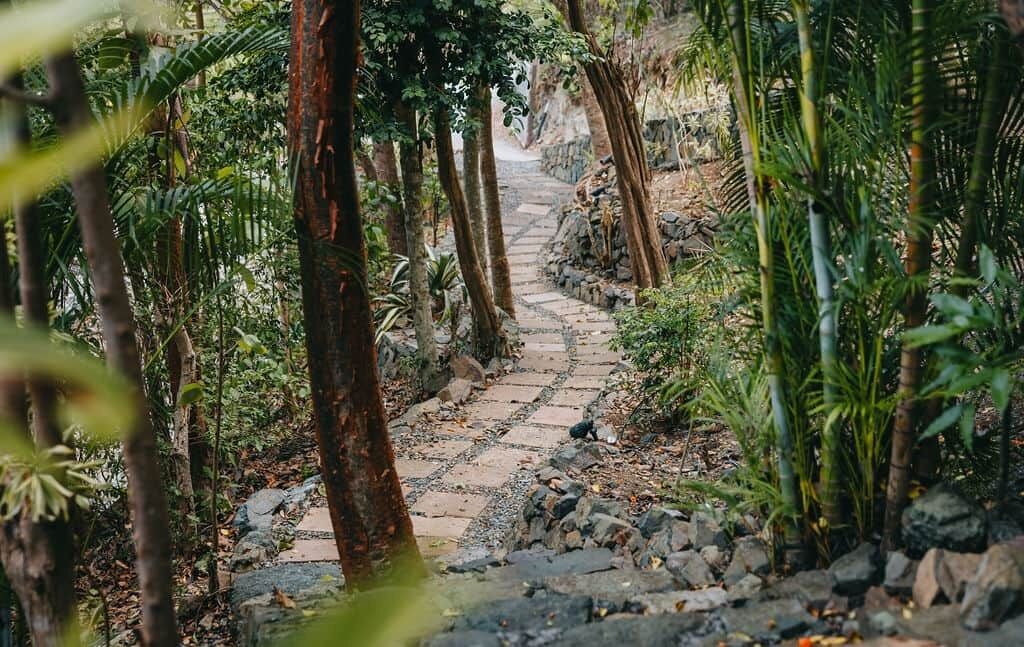 Ein gepflasterter Weg, umgeben von tropischer Vegetation.