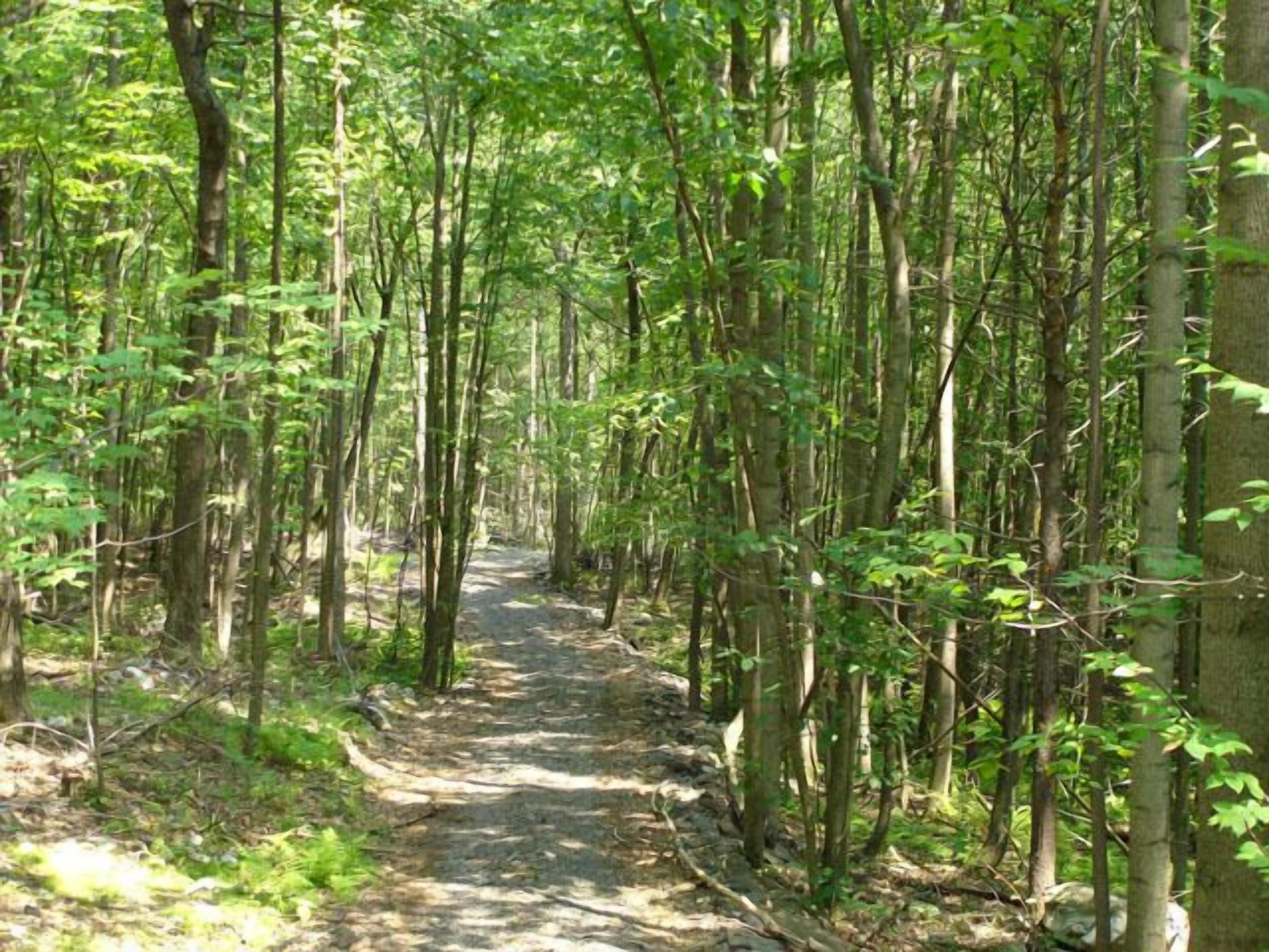 Un sendero arbolado con árboles altos y un camino de tierra.