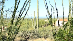 A paved pathway surrounded by desert vegetation and a tall cactus. - Amazing City And Mountain Views From The Foothills Of The Catalinas (Tucson)