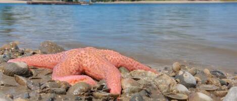 Plage, chaises longues, serviettes de plage
