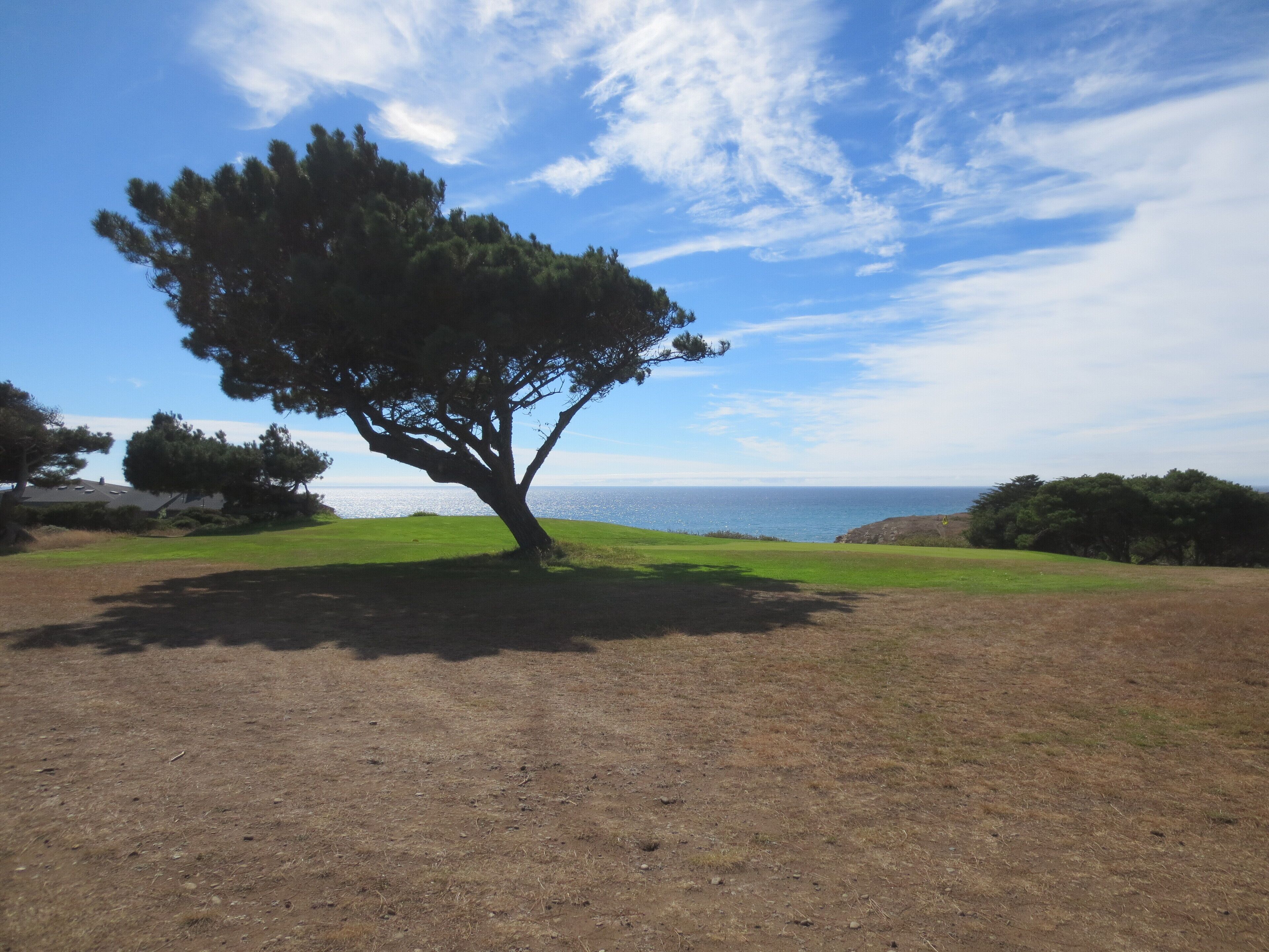 A tree in a grassy field with a clear sky and ocean in the background.