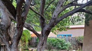 A garden with a large tree, rocks, and a fence. - Historic Adobe, Walk to Railyard and the Plaza (Santa Fe)