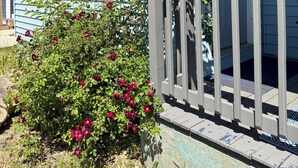 Una casa con porche, una ventana y un rosal.