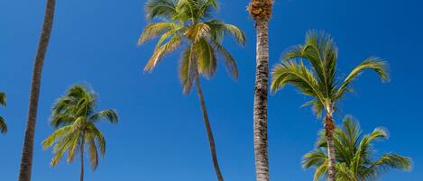 On the beach, sun loungers, beach towels