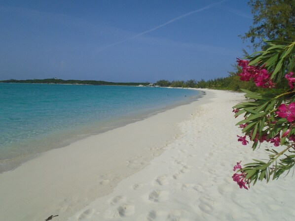 A beach with clear turquoise water, white sand, and pink flowers on the right.