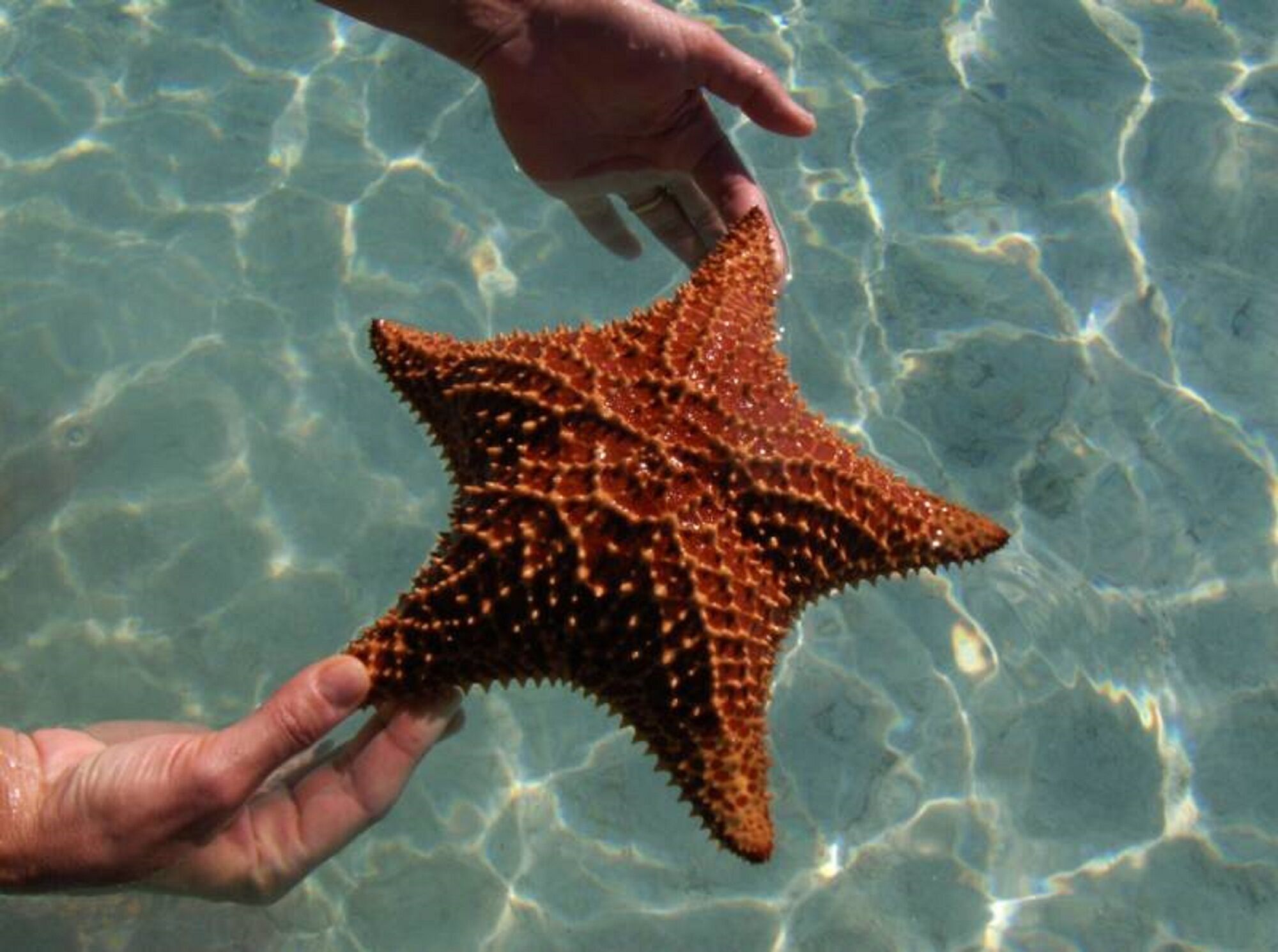 Una mano sosteniendo una estrella de mar cerca de agua cristalina.