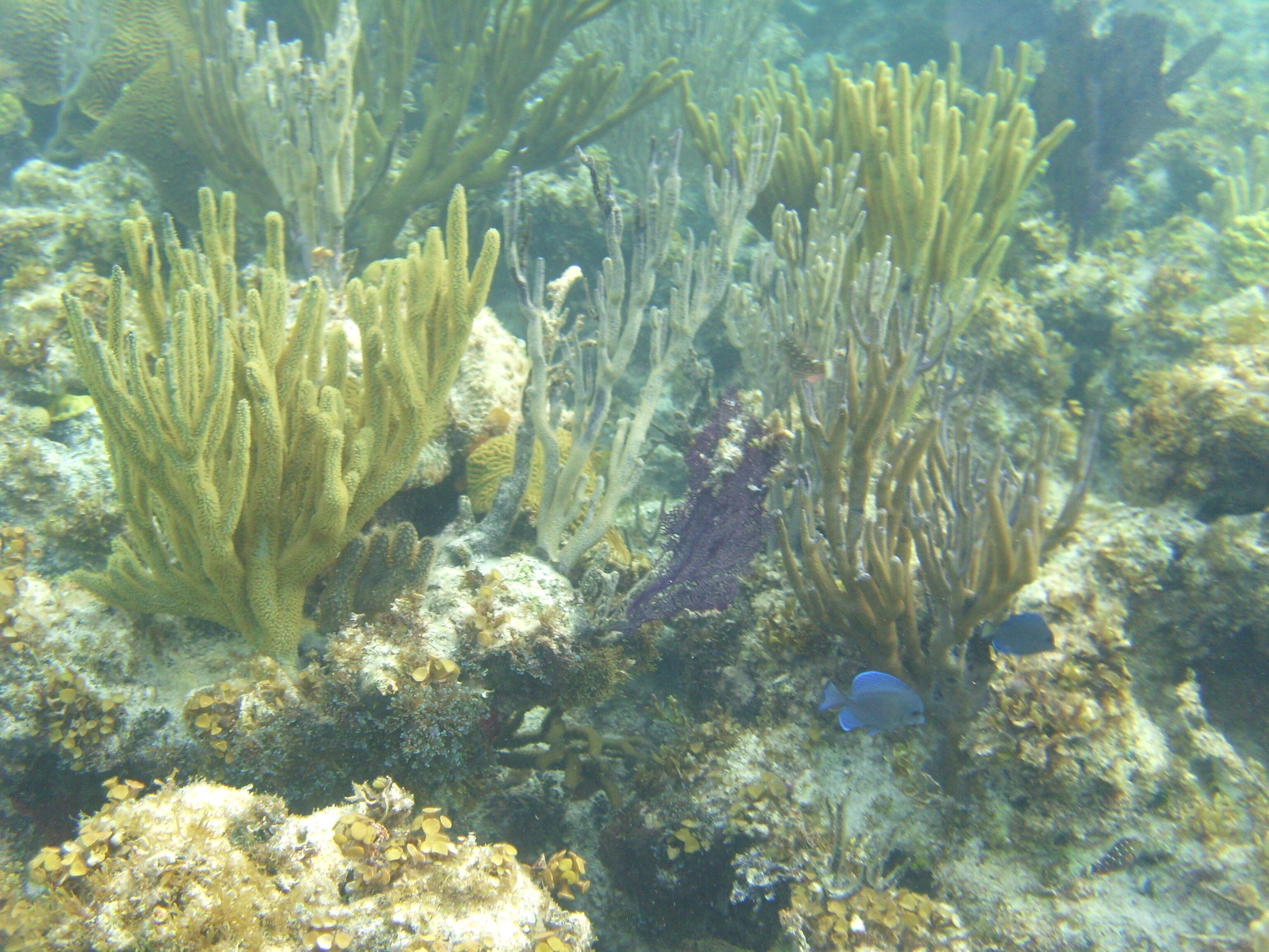 An underwater scene with coral formations and a fish.