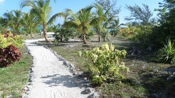 A dirt path leading through a tropical garden with palm trees and various plants.