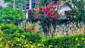A lush garden with various flowering plants and a palm tree. -  Sunset Vista (Canefield)