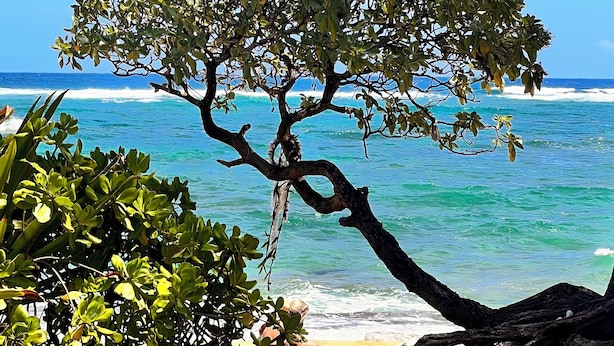 A tree by the ocean with clear blue water and a clear sky. - Deluxe 1 Bedroom Ocean View Condo 5 minute walk to beach, hot tub and pools  (Kapaa)