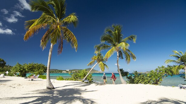 A beach with palm trees, clear blue sky, and a calm sea.