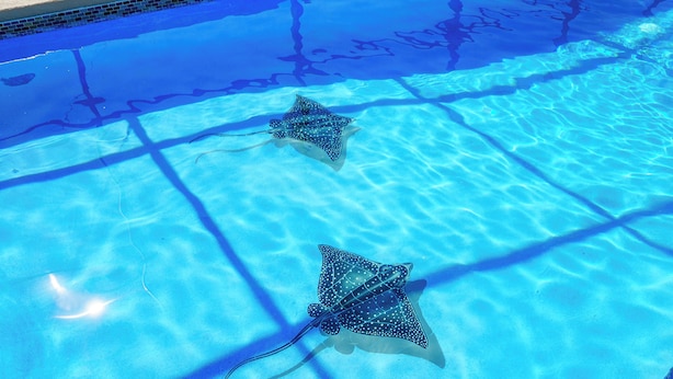 Två stingrockor simmar i en klarblå pool.