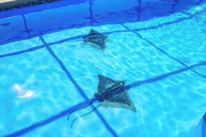 Zwei Stachelrochen schwimmen in einem klaren, blauen Pool.