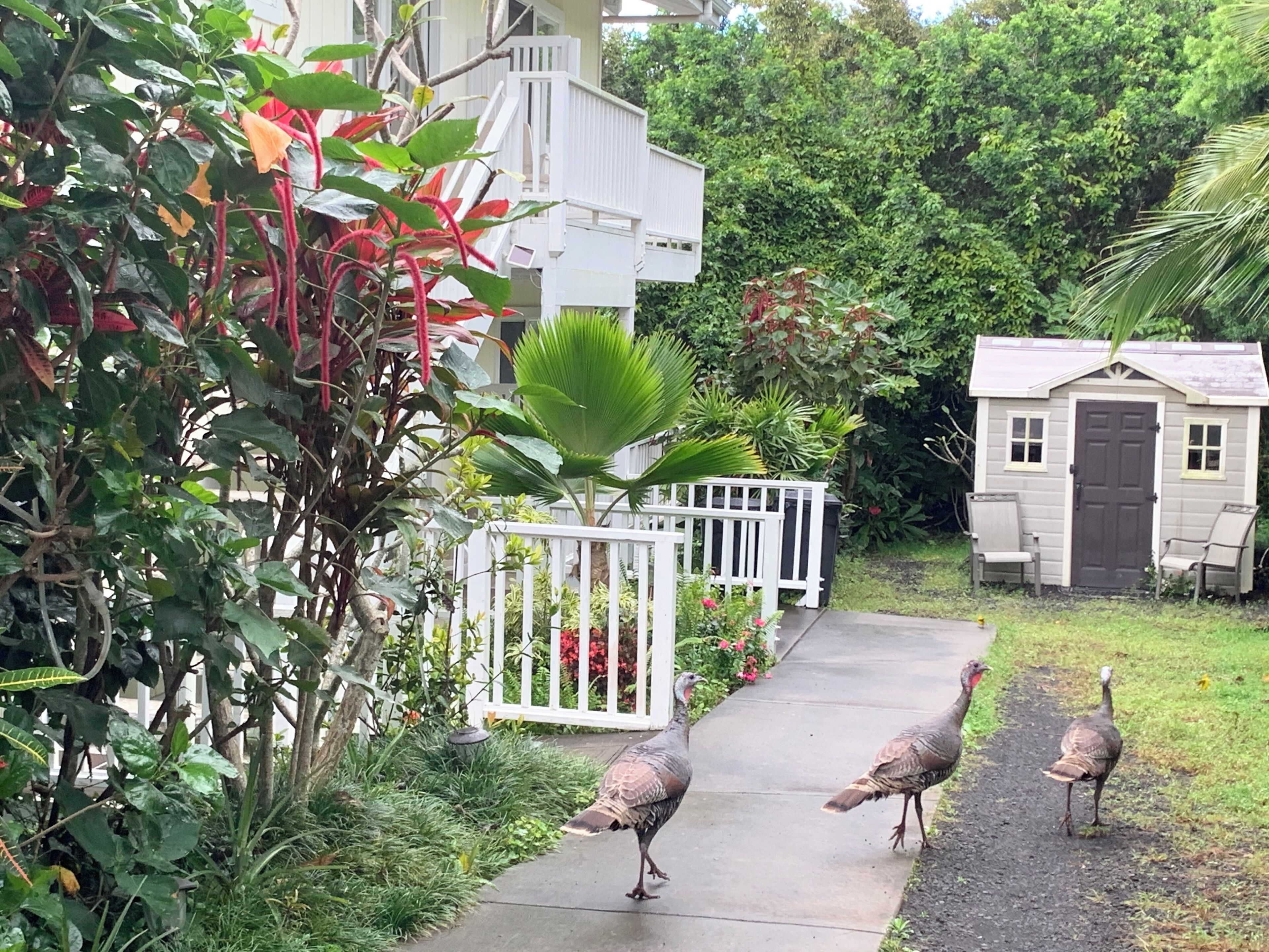 Un camino que lleva a una casa con jardín cercado y un cobertizo pequeño.