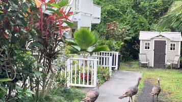 A pathway leading to a house with a fenced garden area and a small shed.