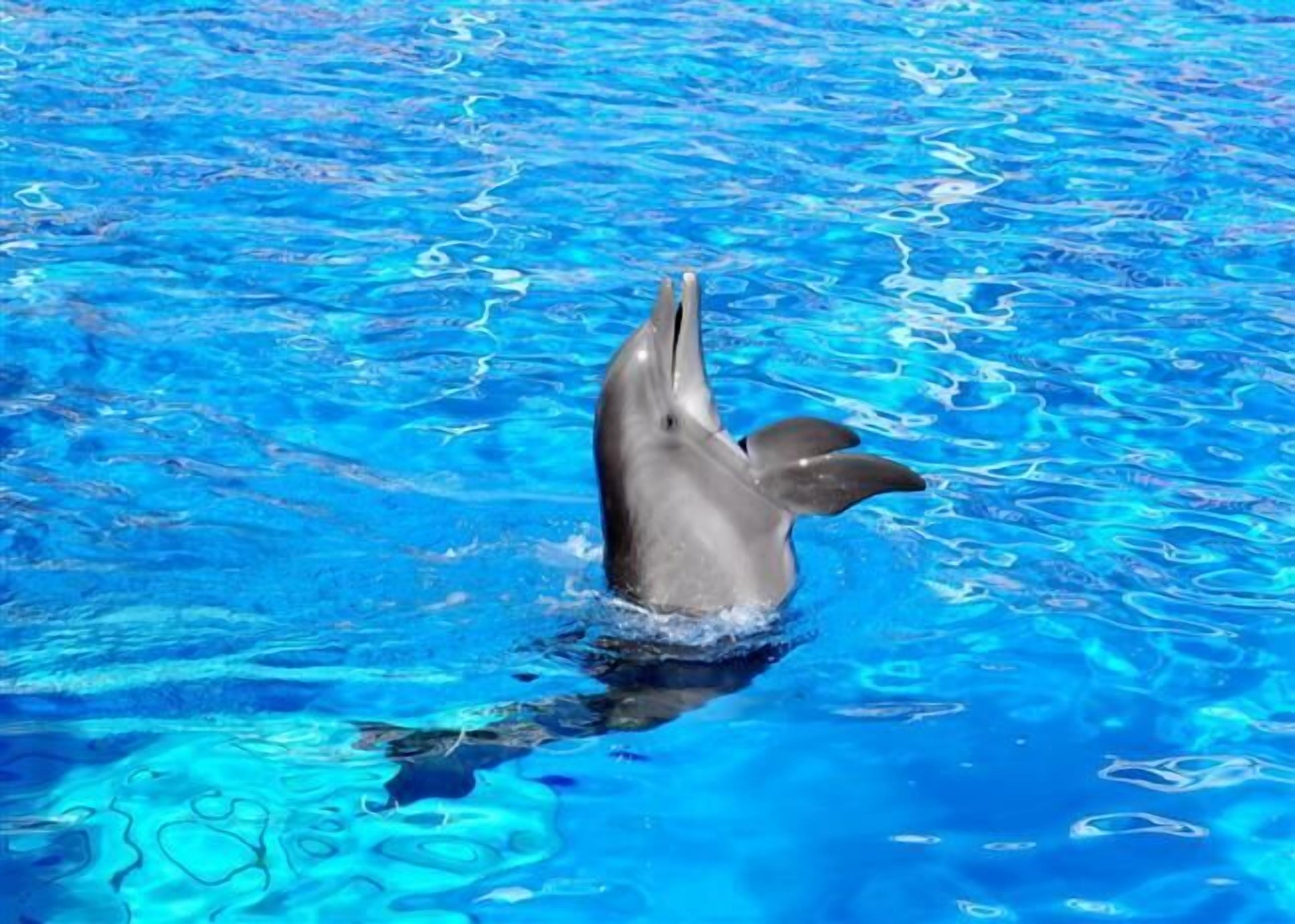 A dolphin swimming in a pool with clear blue water.