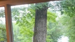 Un coin repas avec une table et des chaises, une fenêtre donnant sur un arbre et la verdure environnante.