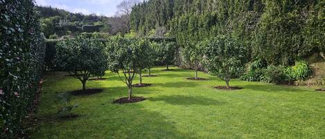 A well-maintained garden with neatly trimmed hedges and a variety of trees.