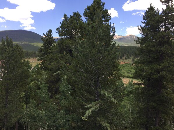 A dense forest with tall evergreen trees and a mountainous backdrop.