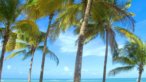 Ein Strand mit Palmen und entspannten Menschen im Sand.