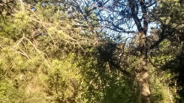 Kaksi aurinkotuolia vehreällä ulkoalueella, taustalla puita ja kivimuuri.