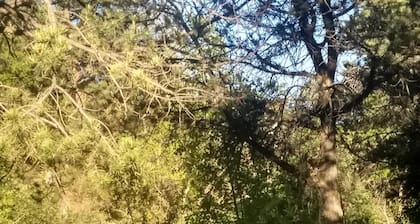 Bit of HEAVEN sleep 50 feet from Roaring Fork River