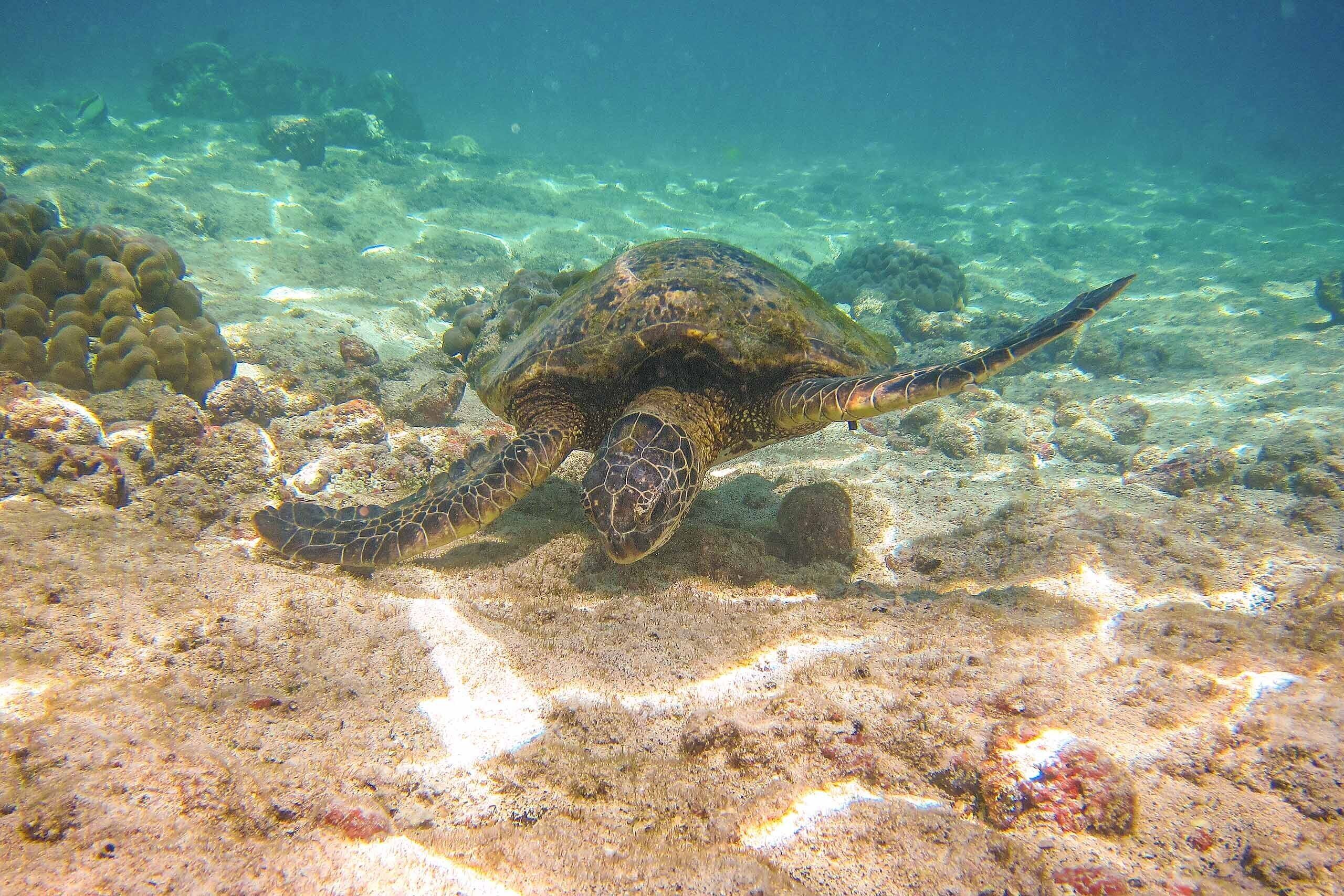 A sea turtle swimming near a coral reef.