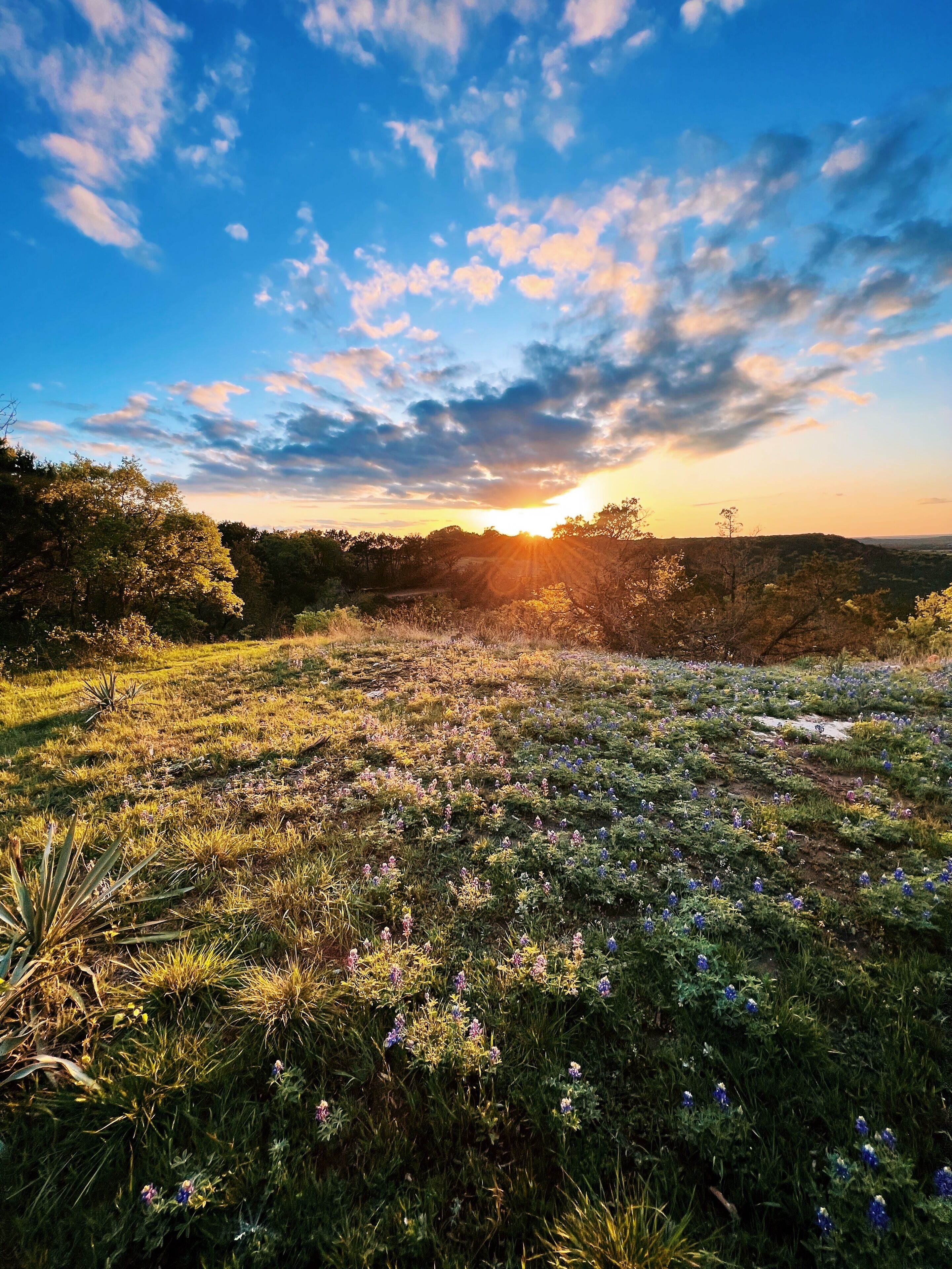 A field with wildflowers and trees under a clear sky.