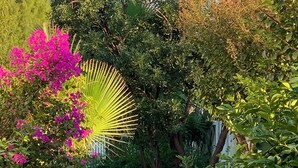 Un sendero en un jardín con diversas plantas y una palmera.
